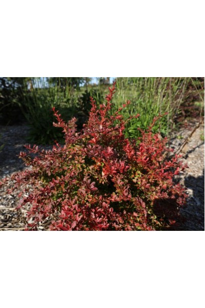 Барбарис тунберга Коралл в ландшафте